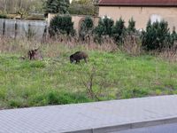 Wildschweine in H&ouml;rlitz